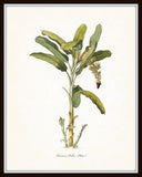 Vintage Tropical Banana Palm No.2 - Botanical Print