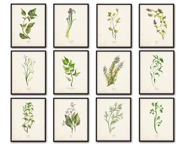 Watercolor Herbs Botanical Print Set No.5 - 12 Herb Prints