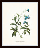 Blue Redoute Botanical Floral Print Set No. 2