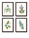 Blue Redoute Floral Botanical Print Set No. 3