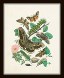 Antique Moths Print Set No. 1