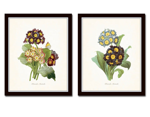 Antique Primrose Botanical Print Set No.5