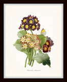 Antique Primrose Botanical Print Set No.5