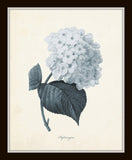 Blue Gray Flowers Botanical Print Set No.1