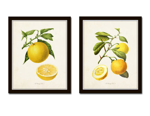 Fruit &amp; Vegetable Print Sets