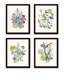Fleurs de Jardin Botanical Print Set No. 16