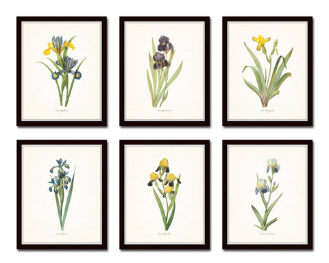 Antique Iris Floral Botanical Print Set No. 1