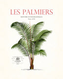 Vintage French Palm Tree Collage No. 36 - Botanical Print