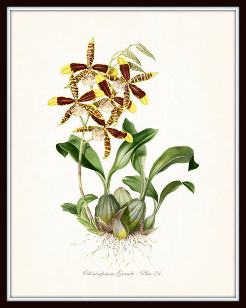 Vintage Orchid Flower Series No.24 - Botanical Print – BelleBotanica