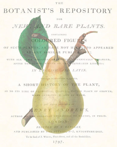 Vintage Botanical Pear Collage No. 2