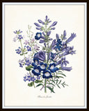 Fleurs de Jardin Blue Series No.4 - Botanical Art Print