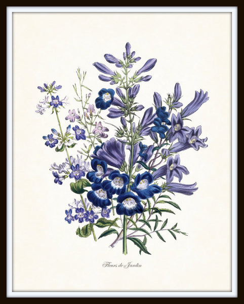 Fleurs de Jardin Blue Series No.4 - Botanical Art Print