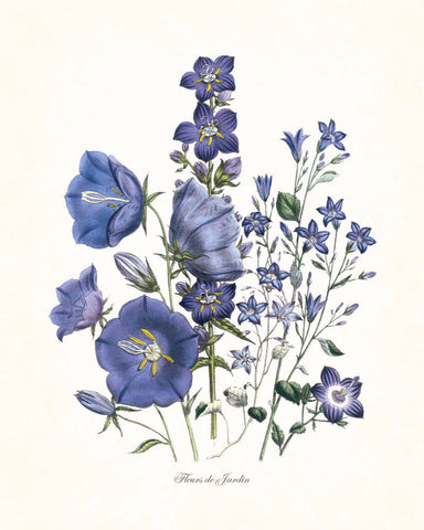 Fleurs de Jardin Blue Series No.6 - Botanical Art Print