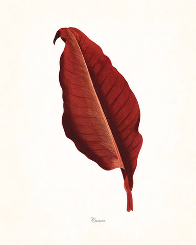 Vintage Botanical Tropical Leaf Series No. 8