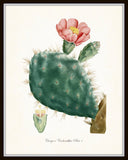 French Cactus Series No.1 - Botanical Art Print
