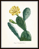 French Cactus Series No.3 - Botanical Art Print