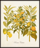 Lemon Citrus No. 23 Botanical Print