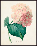 French Pink Hydrangea Hortensia Botanical Print
