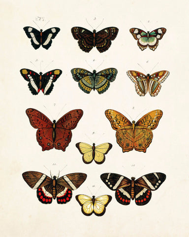 Vintage Butterfly Series 1 Print No. 5
