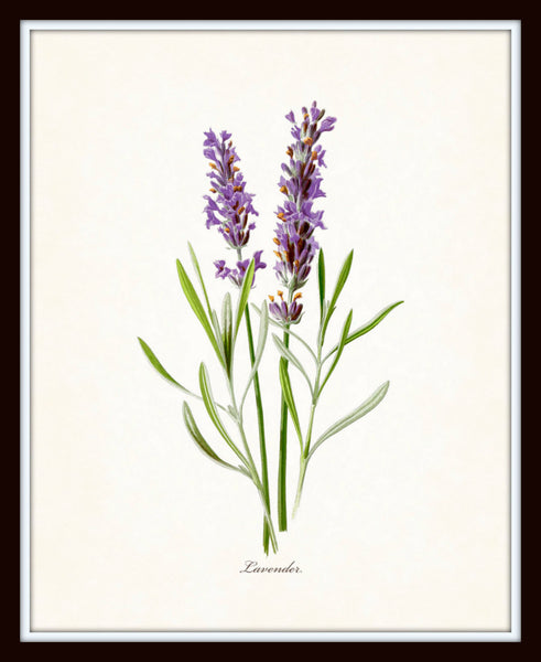 lavender flower illustration French Lavender Botanical Print