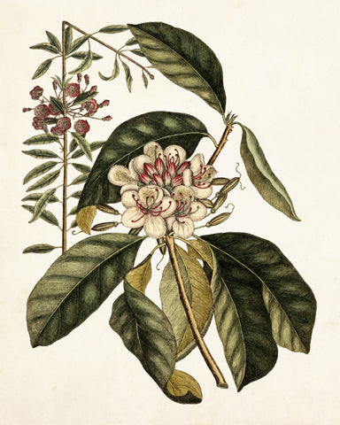 Catesby Magnolia Botanical Print No. 117 - Giclee Art Print