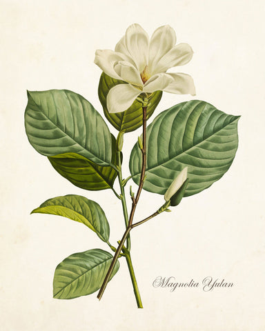 Magnolia Yulan Botanical Art Print No.12