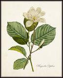Magnolia Yulan Botanical Art Print No.12