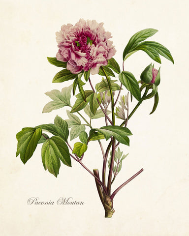 Paeonia Moutan No. 22 Botanical Print