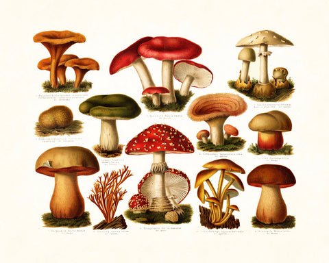 Antique Mushrooms Botanical Art Print
