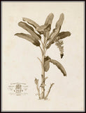 Banana Palm Tree No.2 Sepia Tint - Botanical Art Print
