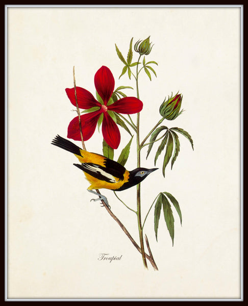Audubon Birds : 版画 / 野鳥 / Botanical Art Audubon Birds : 版画 / 野鳥 / Botanical Art