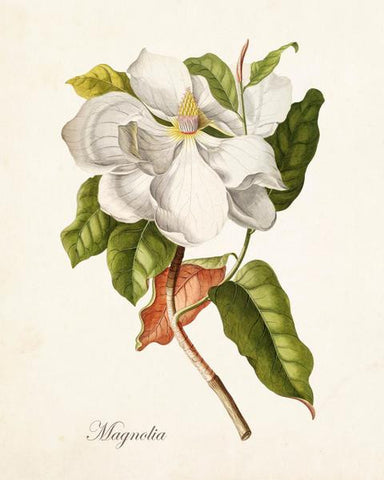 Antique Magnolia Botanical Print No. 1