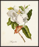 Antique Magnolia Botanical Print No. 1