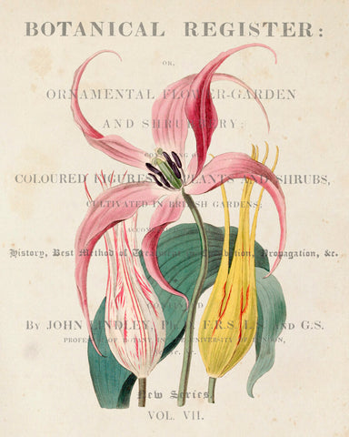 Vintage Lily Floral Collage No.14 - Botanical Print