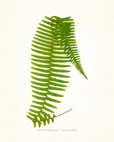 Fern Vintage Fern Series 1 No. 1 - Botanical Art Print