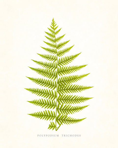 Fern Print - Vintage Fern Series 1 No. 2 - Botanical Art Print