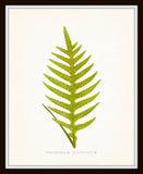 Fern Vintage Fern Series 1 No. 3 - Botanical Art Print