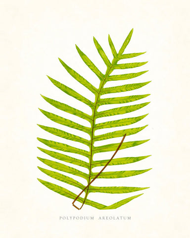 Fern Vintage Fern Series 1 No. 6 - Botanical Art Print