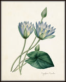 Blue Lotus Nymphaea Caerulea Botanical Art Print