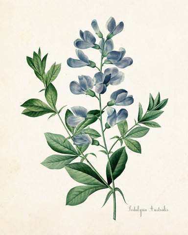 Podalyria Astralus Botanical Art Print