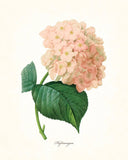 Redoute Series No.1 Hydrangea - Botanical Print