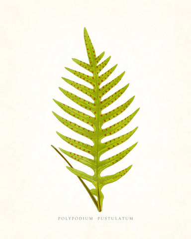 Fern Vintage Fern Series 1 No. 3 - Botanical Art Print