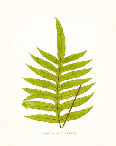 Fern Vintage Fern Series 1 No. 4 - Botanical Art Print