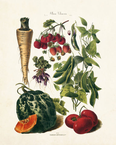 French Vegetable Print No. 30 - Botanical Print