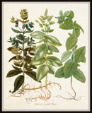 Herbs de Menthol Print Set - Botanical Print Set