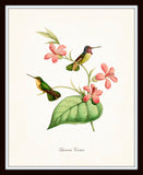 Hummingbird Print Set 1 - Bird Print Set