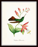 Hummingbird Print Set 1 - Bird Print Set