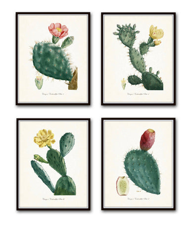 French Cactus Botanical Print Set No. 1