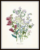 Fleurs de Jardin Series No.5 Plate 6 - Botanical Print