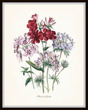 Fleurs de Jardin Print Set No. 5 - Botanical Print Set